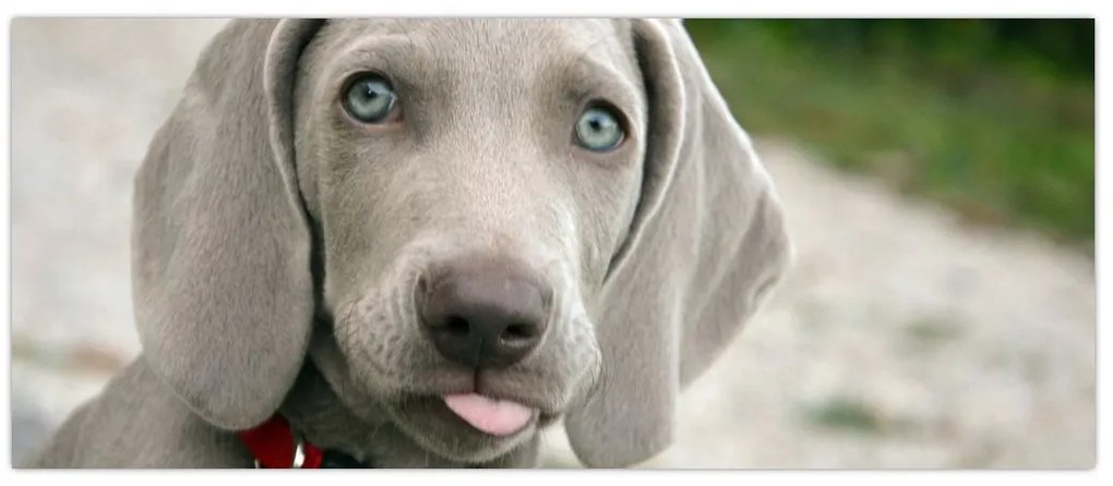 Tablou - cățeluș weimaraner (120x50 cm)