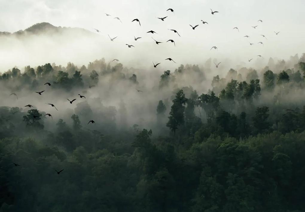 Fototapet - Păsări, pădure și ceață (152,5x104 cm), în 8 de alte dimensiuni noi