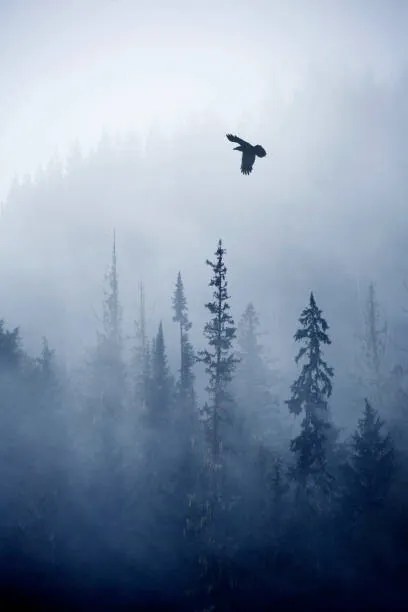 Fotografie View of forest on cold foggy day, Grant Faint