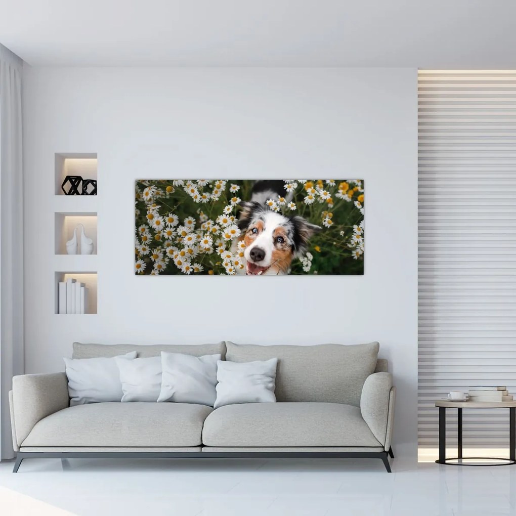 Tablou - Ciobănesc australian (120x50 cm)