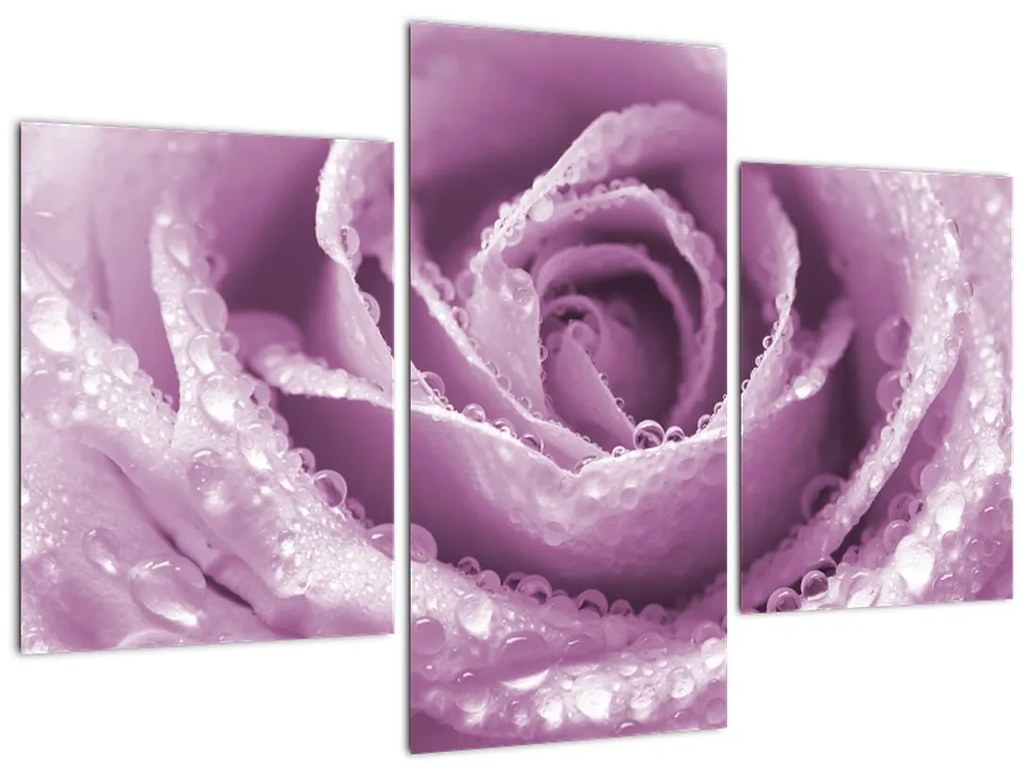 Tablou detaliu de floare de trandafir (90x60 cm)