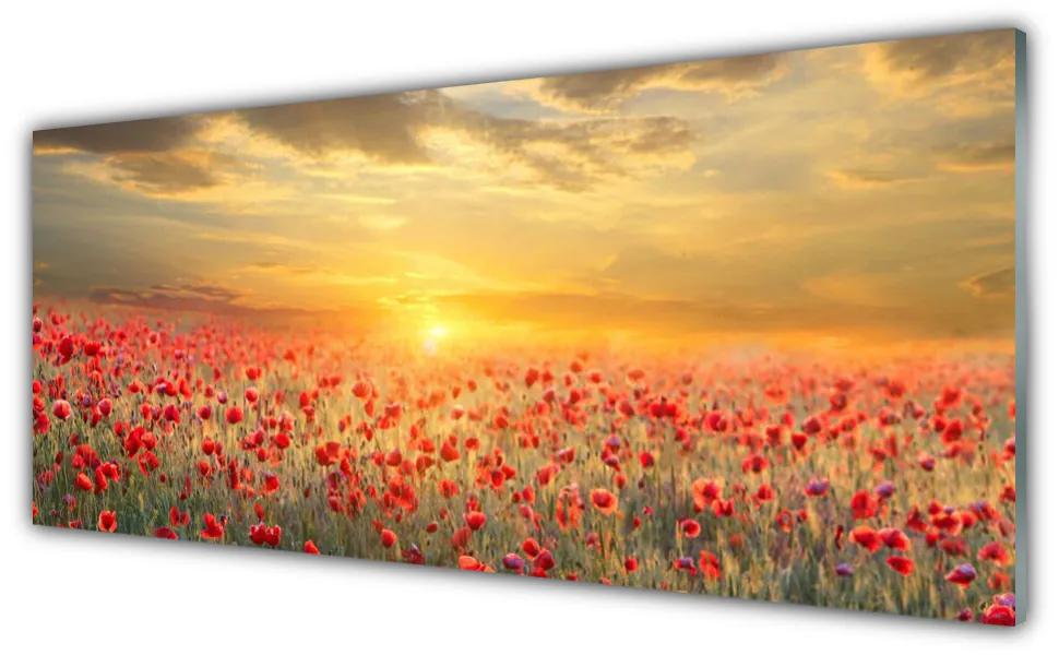 Tablou pe sticla Sun Meadow Poppy Flori Natura Galben Roșu Verde