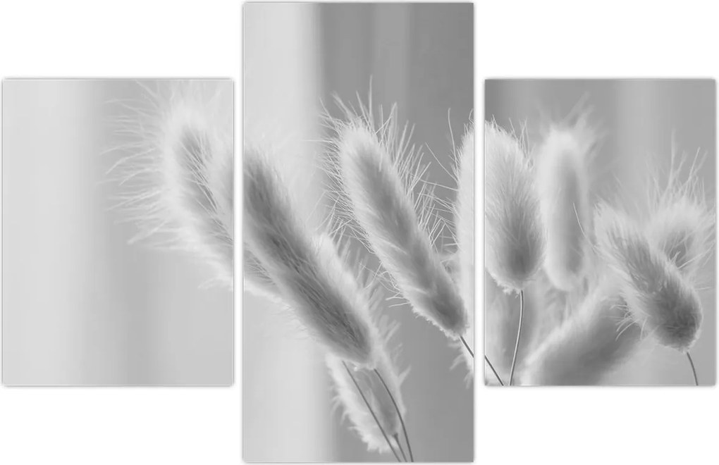 Tablou - Iarbă de coadă de iepure (90x60 cm)