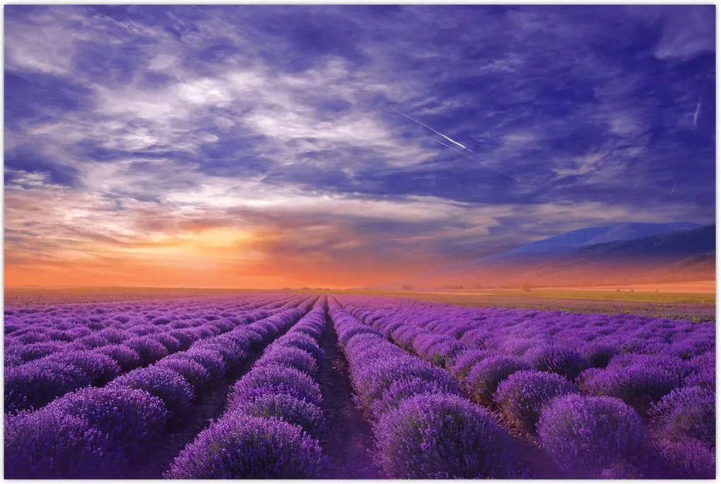 Tablou câmpului cu lavandă (90x60 cm)