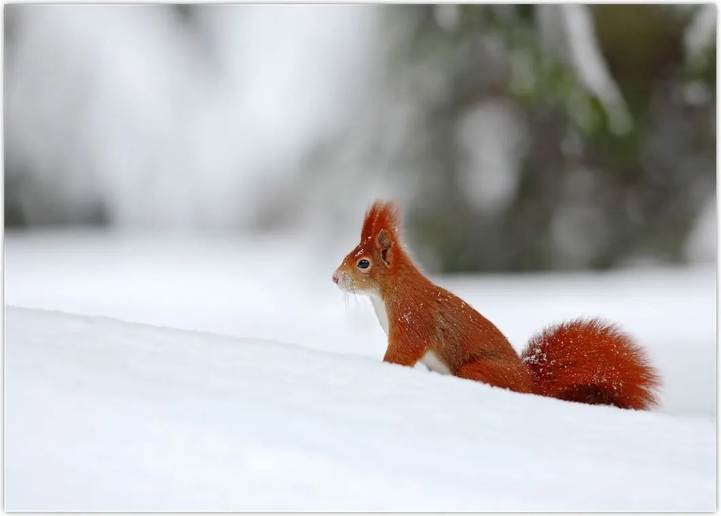 Tablou - Vevetițe (70x50 cm)