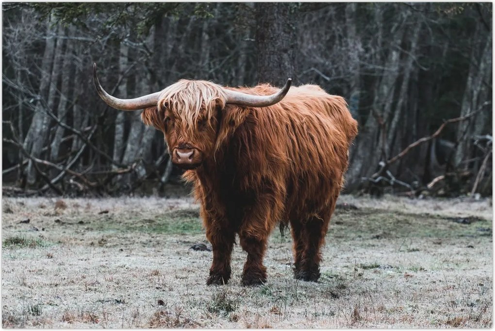 Tablou - Vacă scoțiană 2 (90x60 cm)