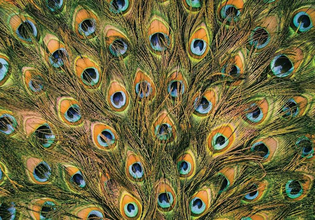 Fototapet - Pană de păun (254x184 cm)