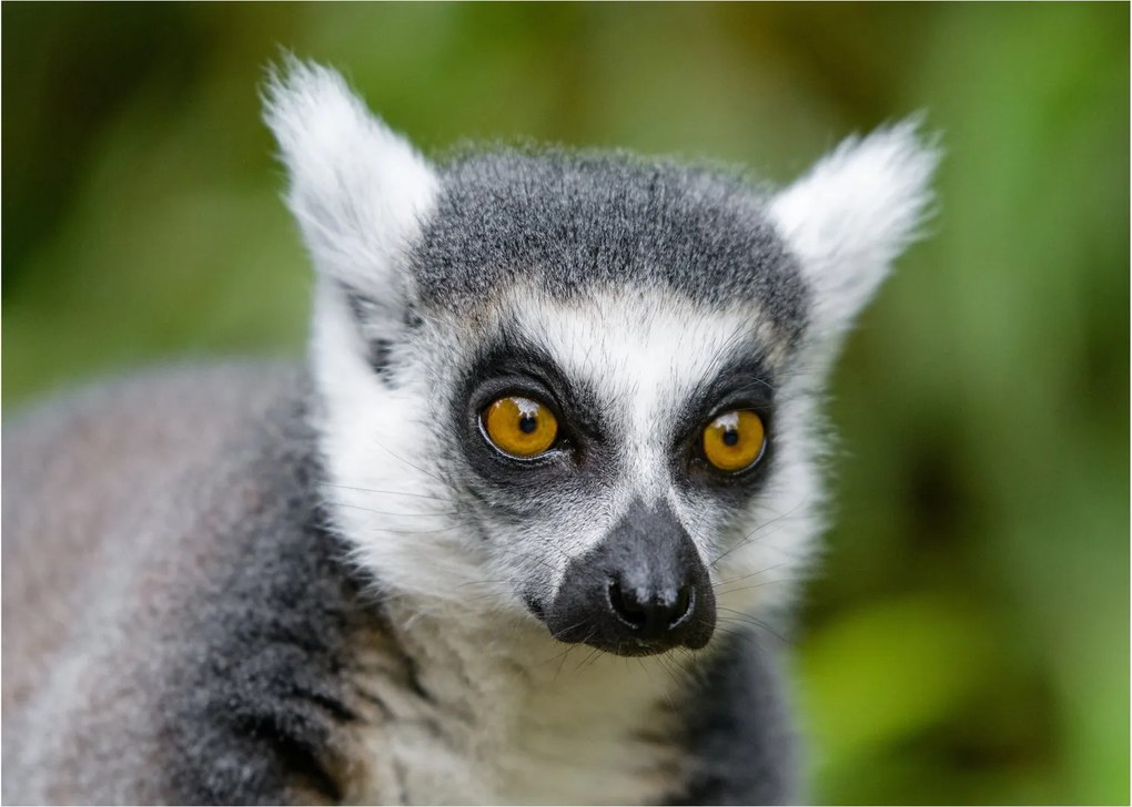 Tablou cu lemur (70x50 cm)