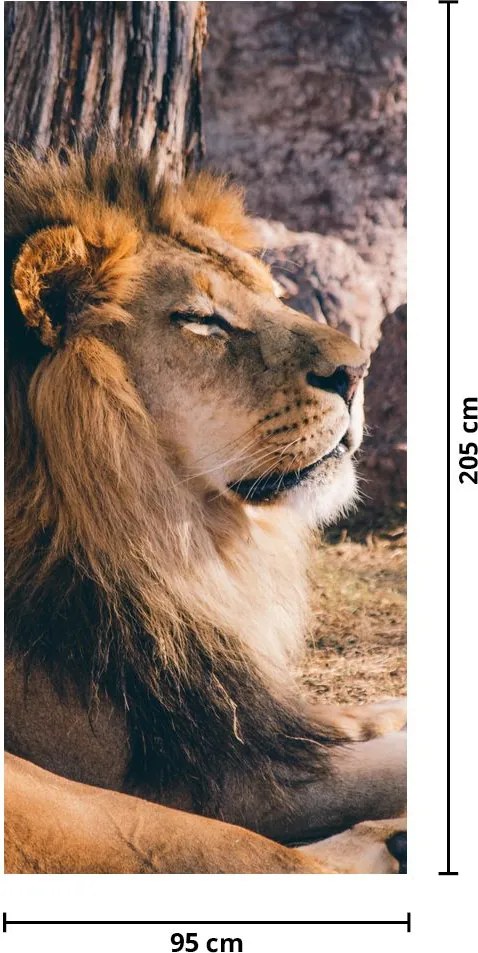 Fototapet pentru ușă - Leul culcat (95x205cm)