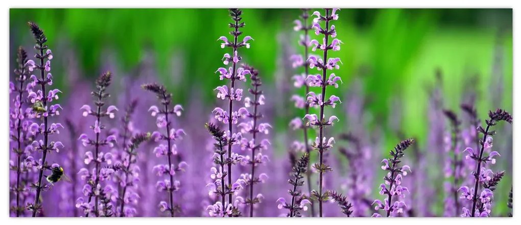 Tablou cu flori de luncă violete (120x50 cm)
