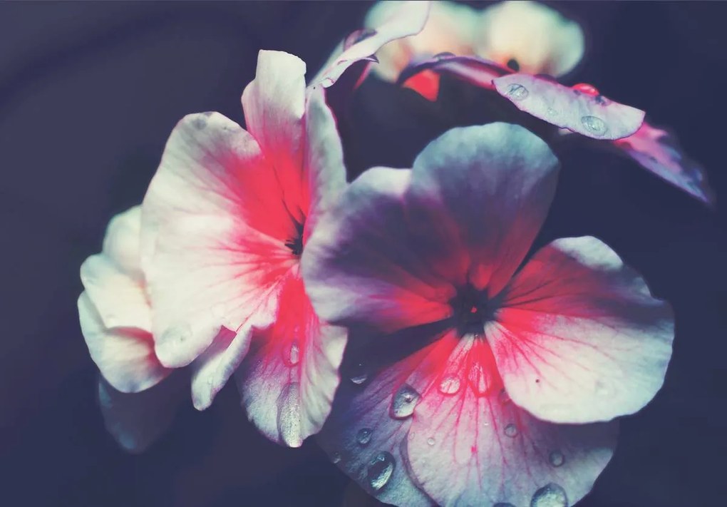 Fototapet - Flori (254x184 cm)