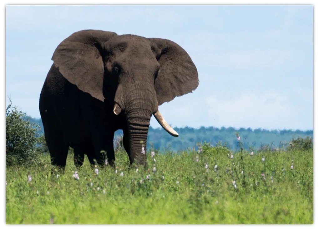 Tablou pe sticlă cu elefant (70x50 cm)