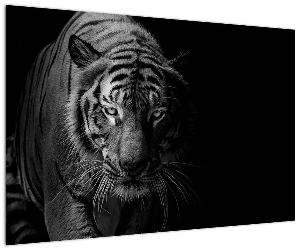 Tablou - Tigru sălbatic (90x60 cm)