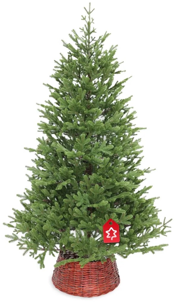 Molid Natura 100% 210 cm