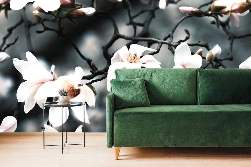 Fototapet trezirea magnoliei