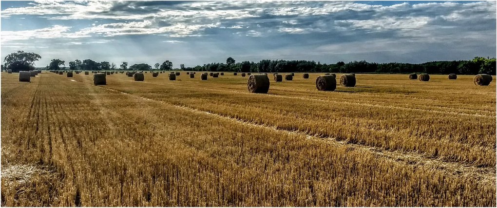 Tablou cu câmp recoltat (120x50 cm)