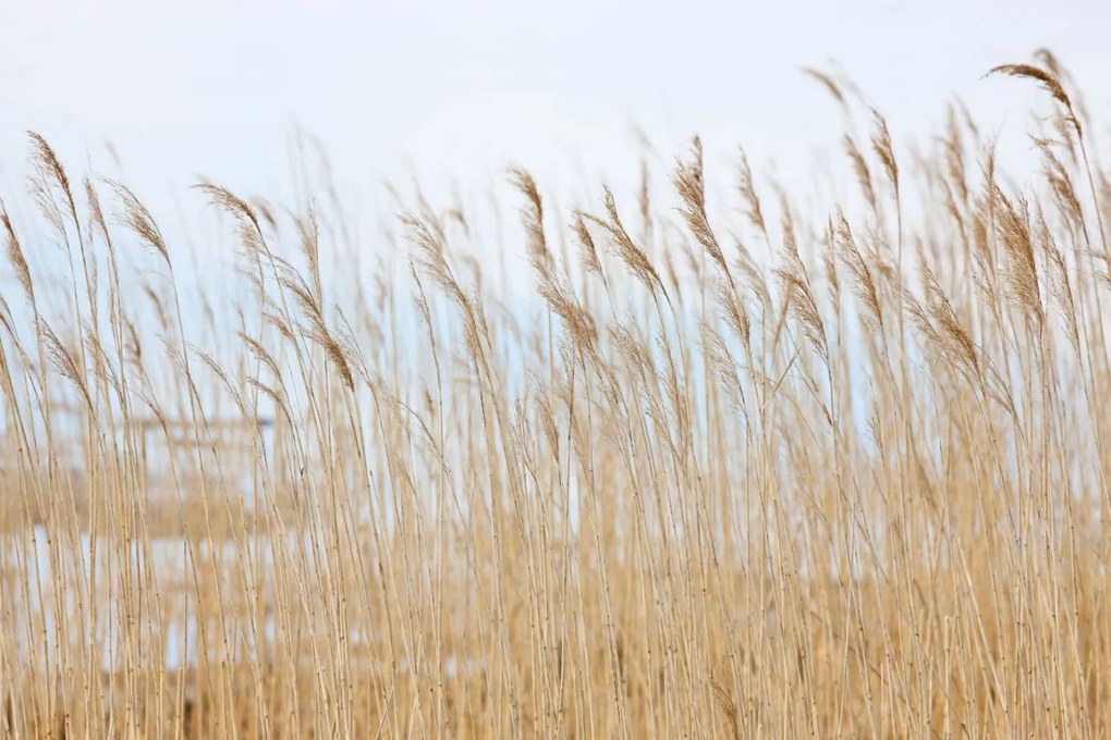 Tapet Swaying Wheat, Rebel Walls