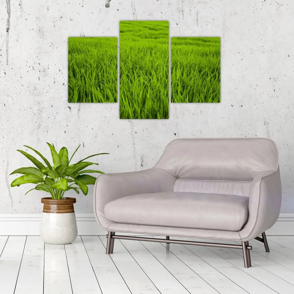 Tablou cu iaraba (90x60 cm)