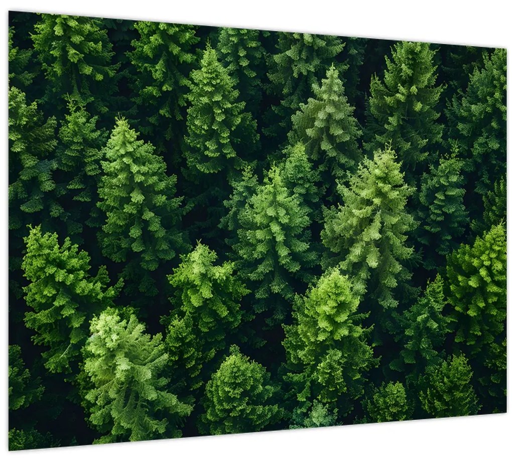 Tablou - Pădure (70x50 cm)