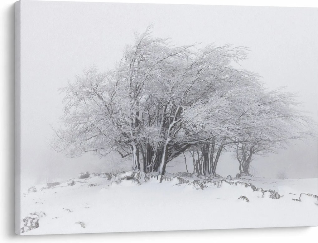 Tablou - Iarnă albă (70x50 cm)
