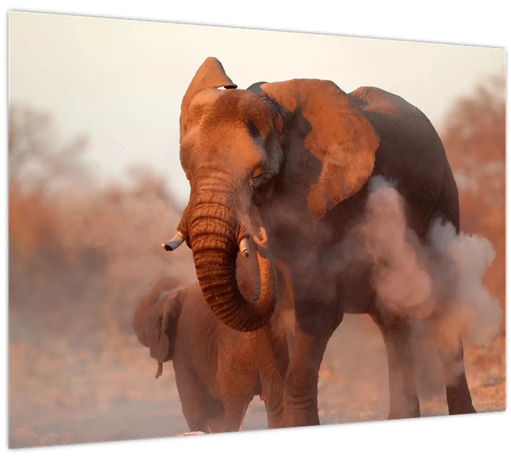 Tablou pe sticlă - Marele elefant african (70x50 cm)