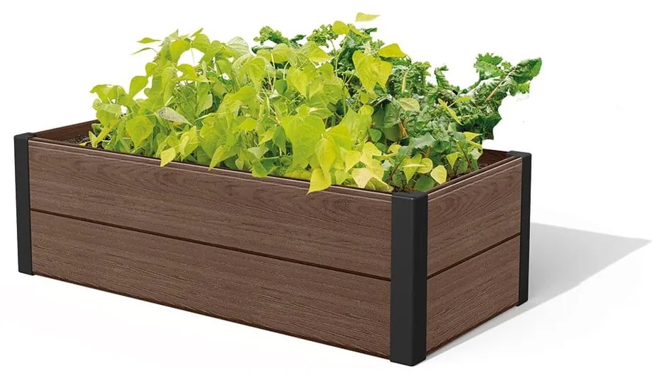 Pat ridicat de plante Maple – Keter