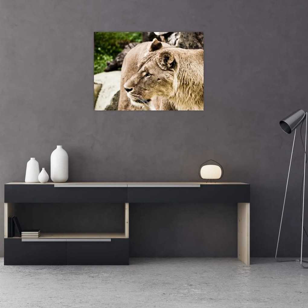 Tablou pe sticlă cu leoaică (70x50 cm)