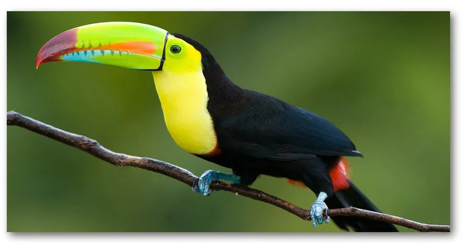 Tablou pe sticlă acrilică Toucan