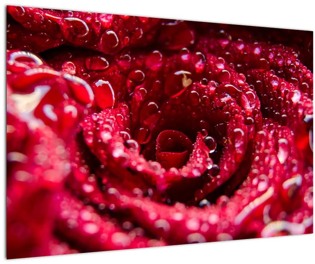 Tablou cu floarea trandafirului roșu (90x60 cm)