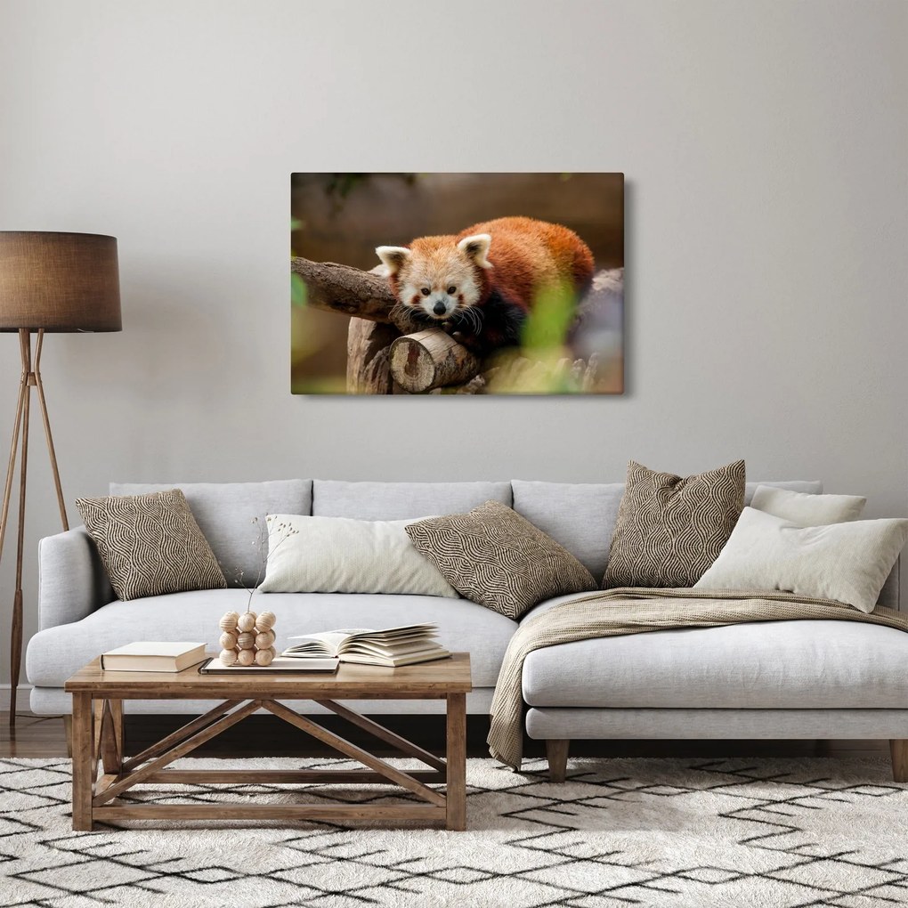 Tablou cu panda roșie (90x60 cm)