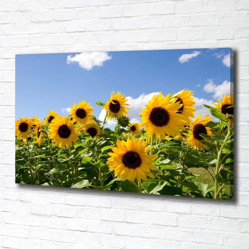 Pictură pe pânză Floarea soarelui