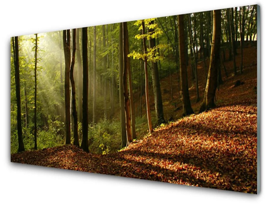 Tablouri acrilice Natural Pădurea Verde Maro