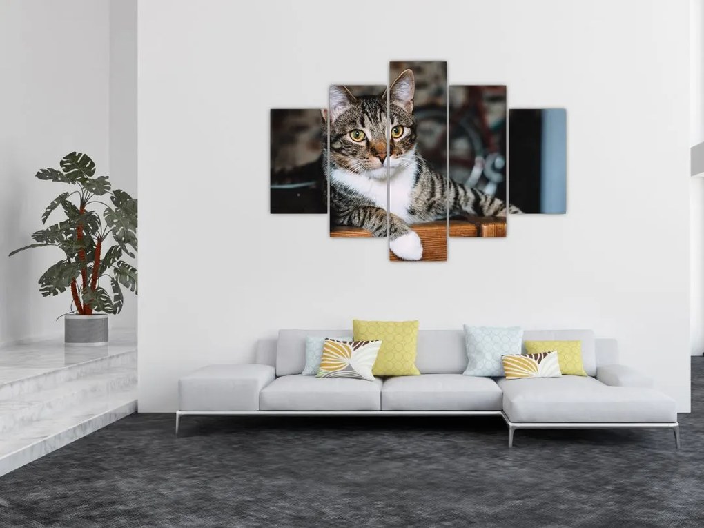 Tablou cu pisica (150x105 cm)