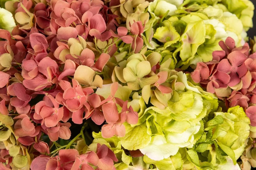 Aranjament floral mediu design LUX FAZZOLETTO HYDRANGEA
