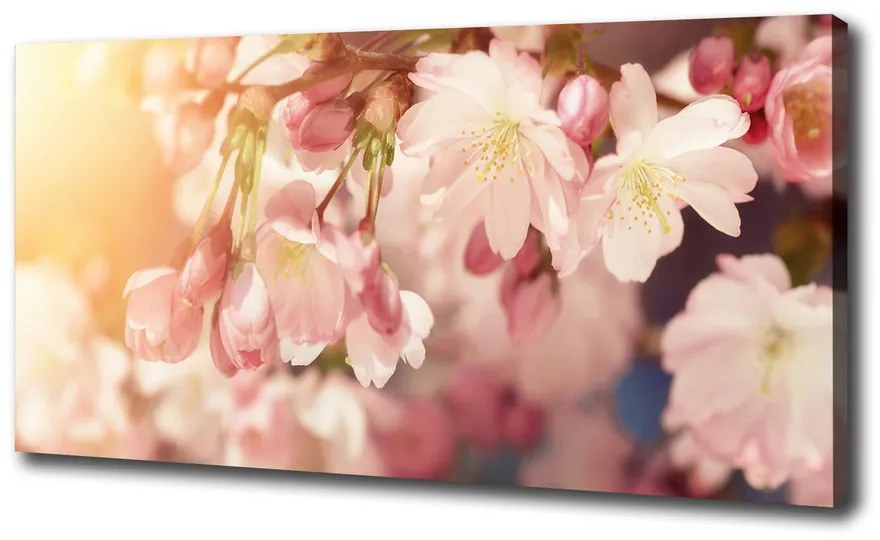 Print pe canvas Flori de cireș