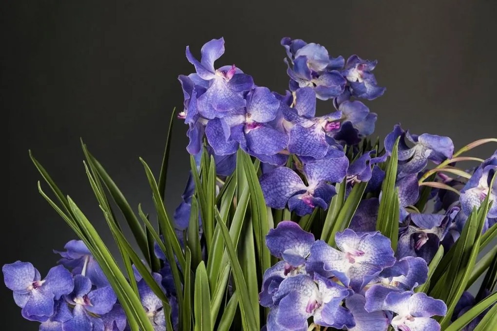 Aranjament floral LUX CYMBIDIUM violet, 80x95cm