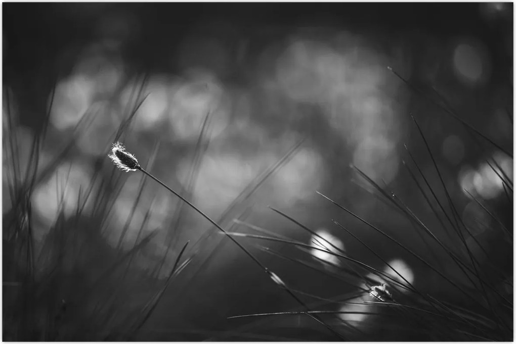 Tablou - Iarbă de pajiște (90x60 cm)