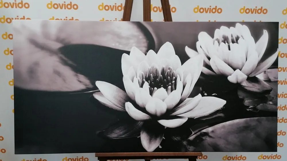 Tablou floare de lotus pe apă alb-negru