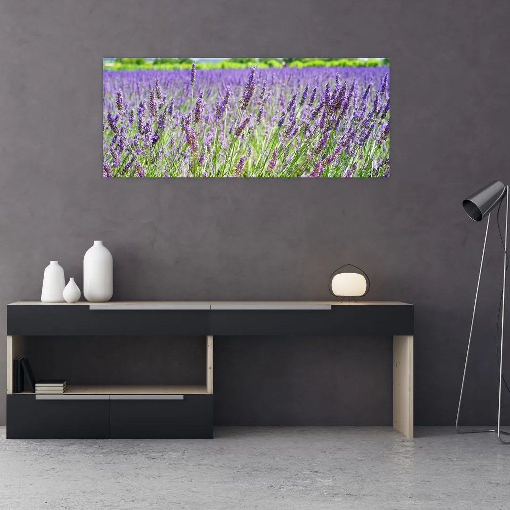 Tablou - Lavandă în câmp (120x50 cm)