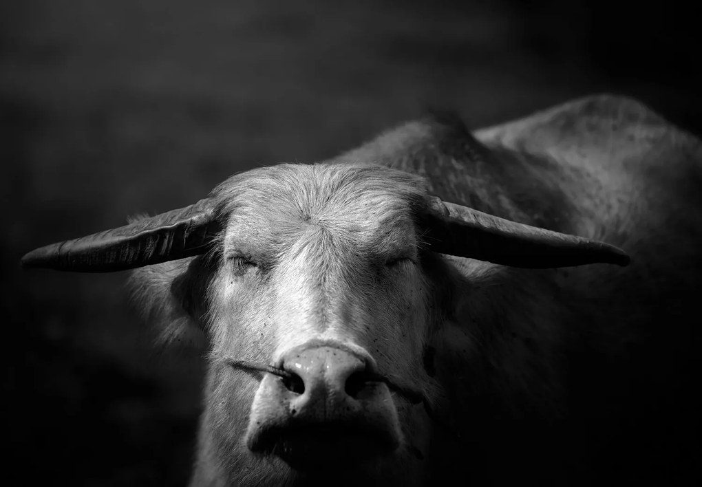 Fototapet - Vacă (147x102 cm)