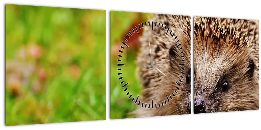 Tablou cu arici (cu ceas) (90x30 cm)