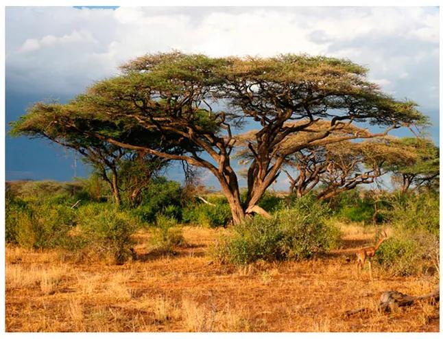 Fototapet - Samburu National Reserve, Kenya