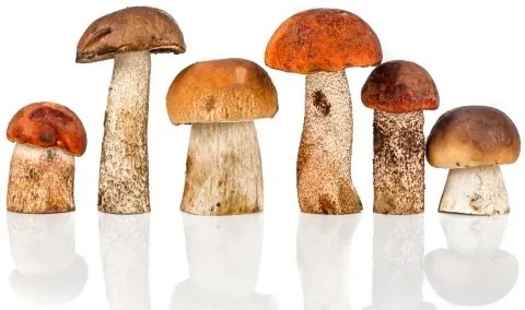 Rasad de ciuperci de pădure