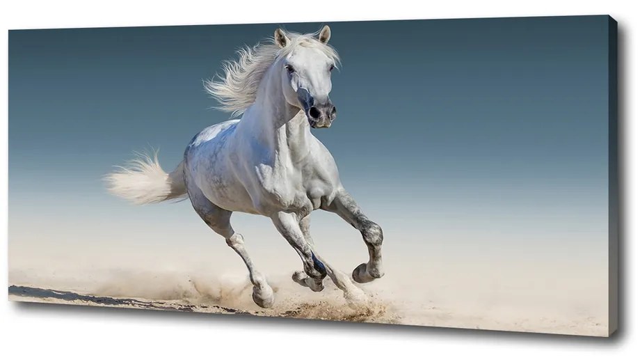 Print pe pânză Cal alb în galop