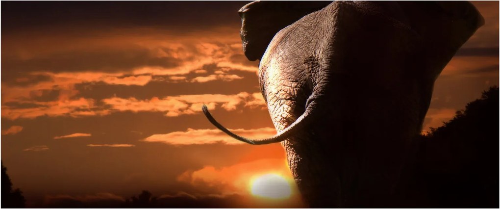 Tablou cu elefant (120x50 cm)