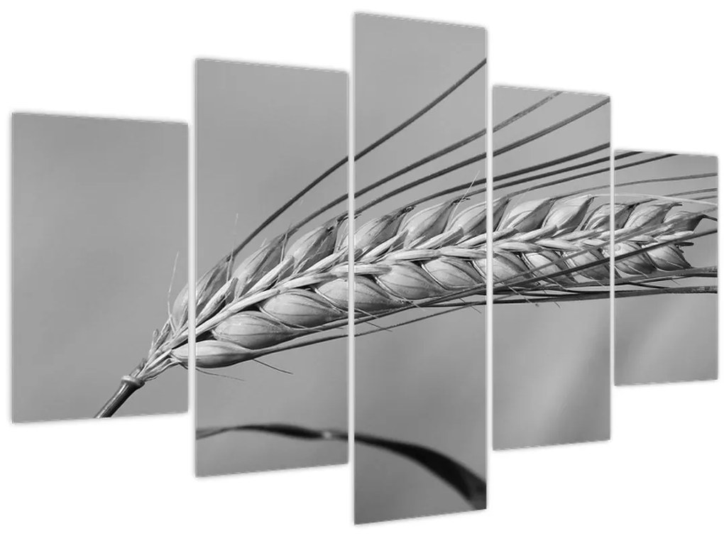 Tablou - Grâu,alb-negru (150x105 cm)