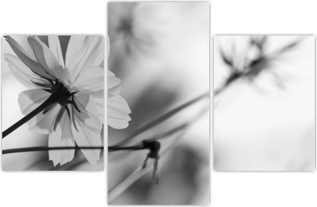 Tablou - Flori alb-negru (90x60 cm)