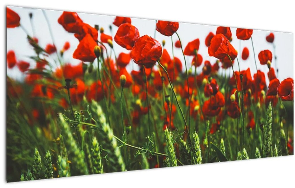 Tablou - Maci în vânt (120x50 cm)