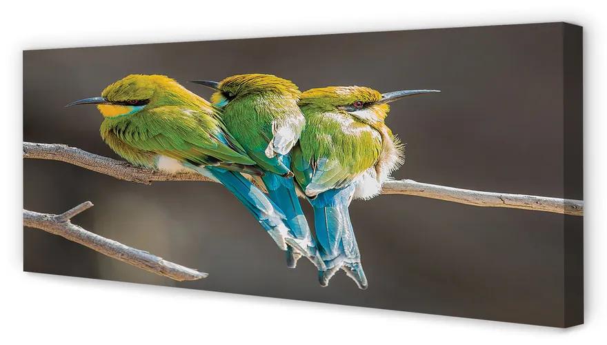 Tablouri canvas Păsări pe o ramură