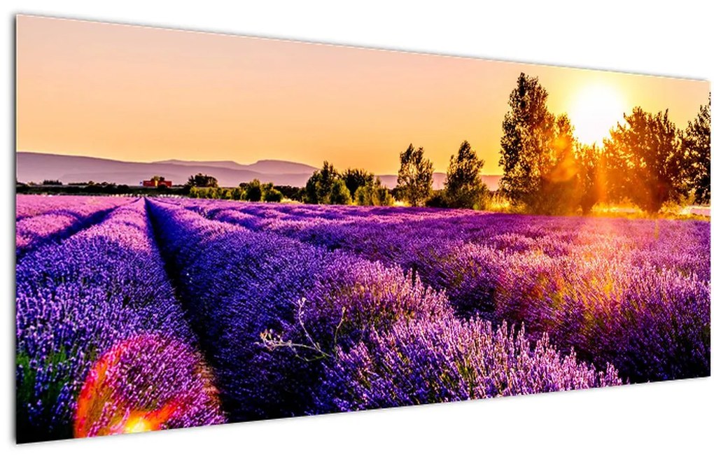 Tablou cu câmp de lavanda (120x50 cm)
